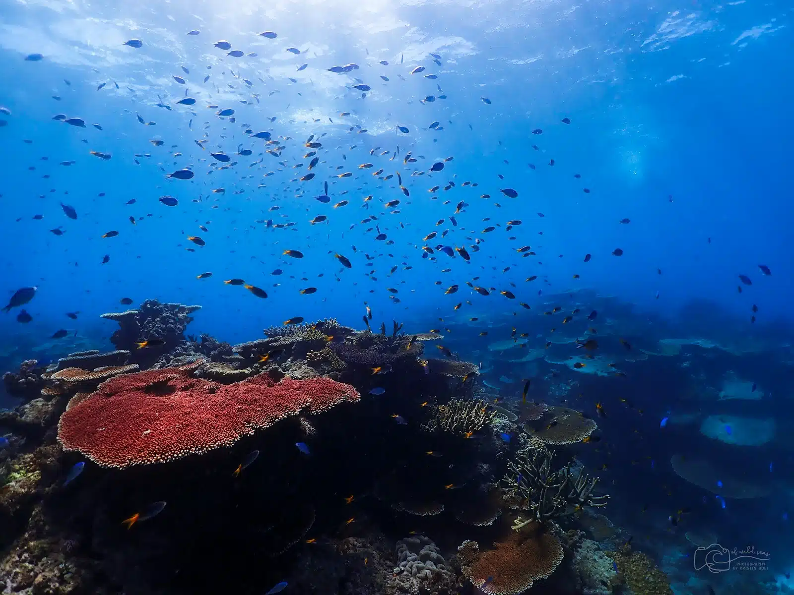 Great Barrier Reef