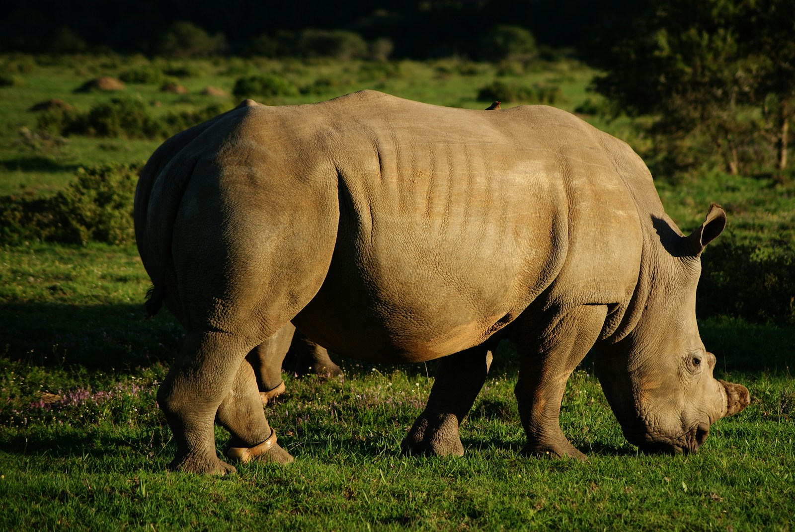 Days 8-10: Kariega Game Reserve