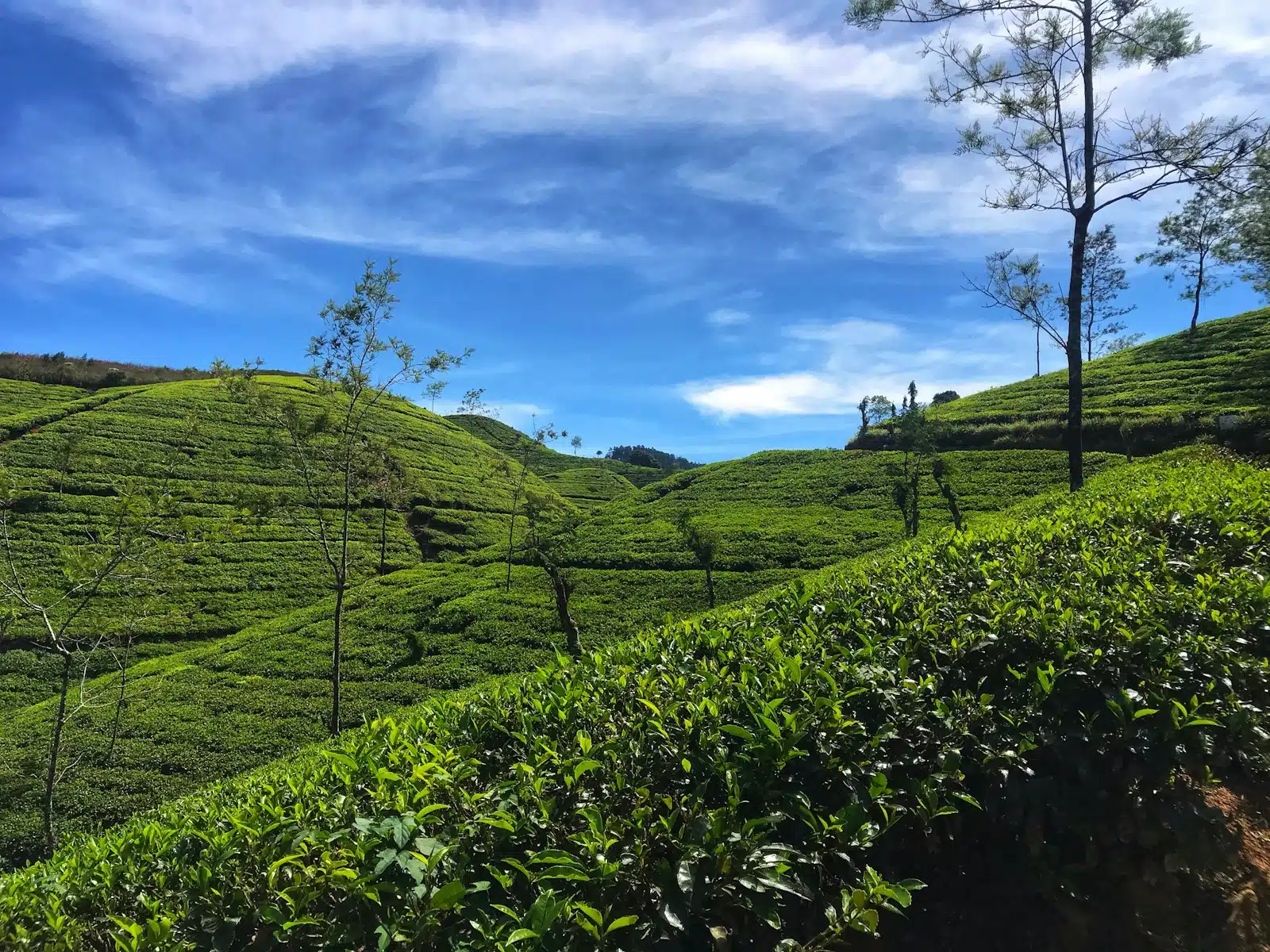 A Guide to Sri Lanka’s Tea Plantations