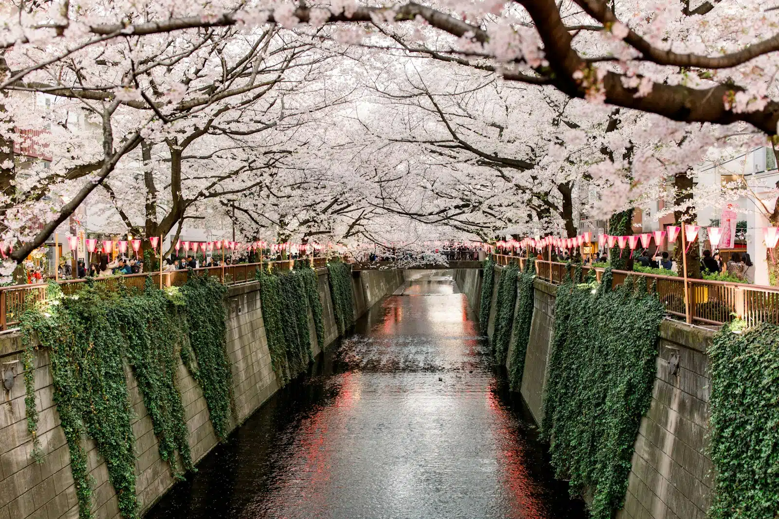Tokyo’s Cherry Blossoms