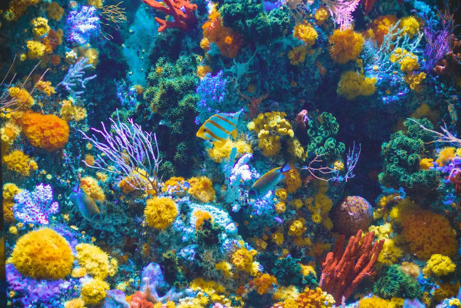 Great Barrier Reef