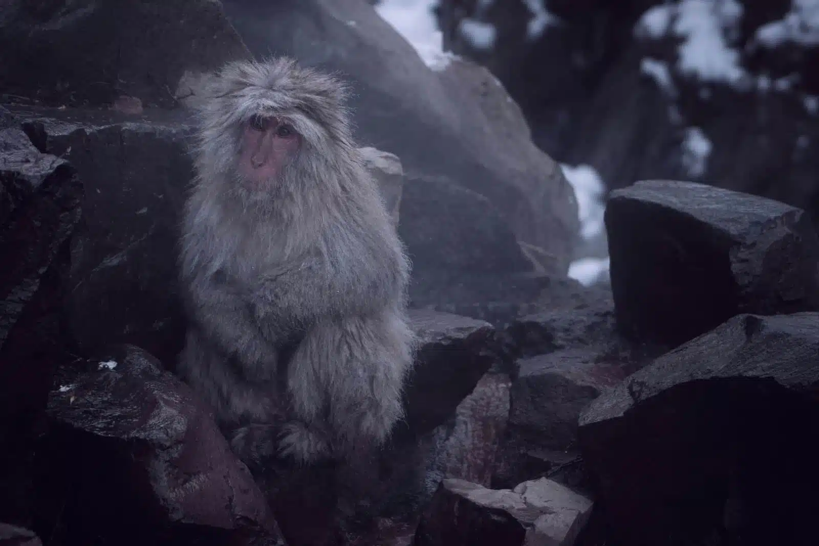 Snow Monkeys of Jigokudani