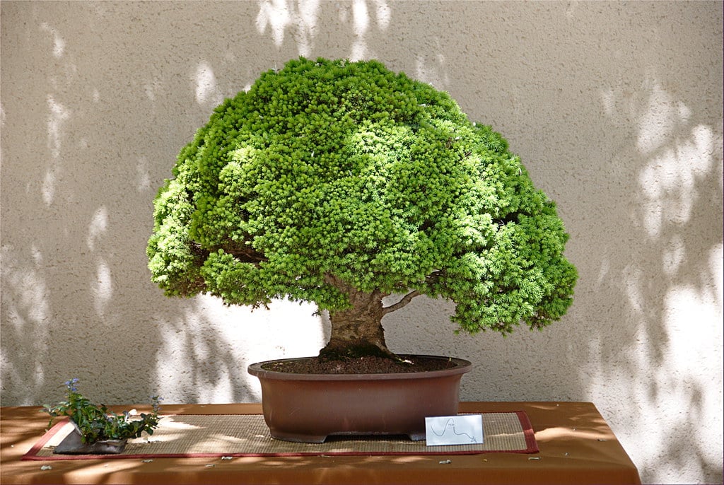 Omiya Bonsai Village Today
