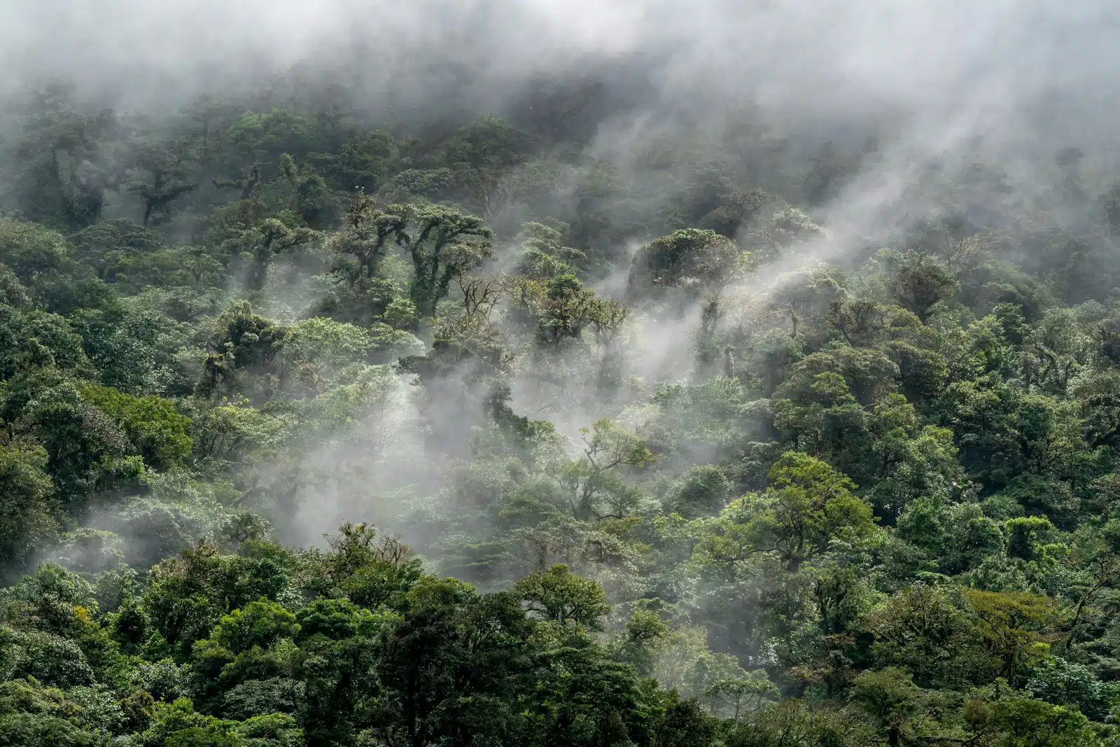 The Canopy Perspective