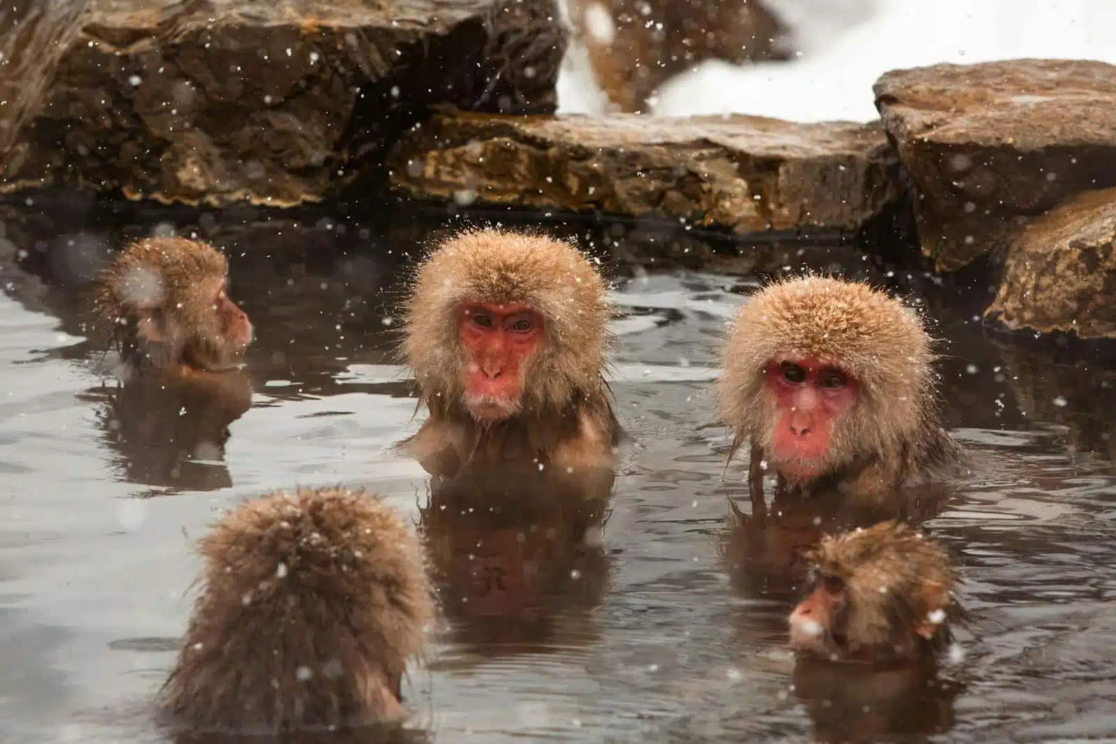 Snow Monkeys of Jigokudani