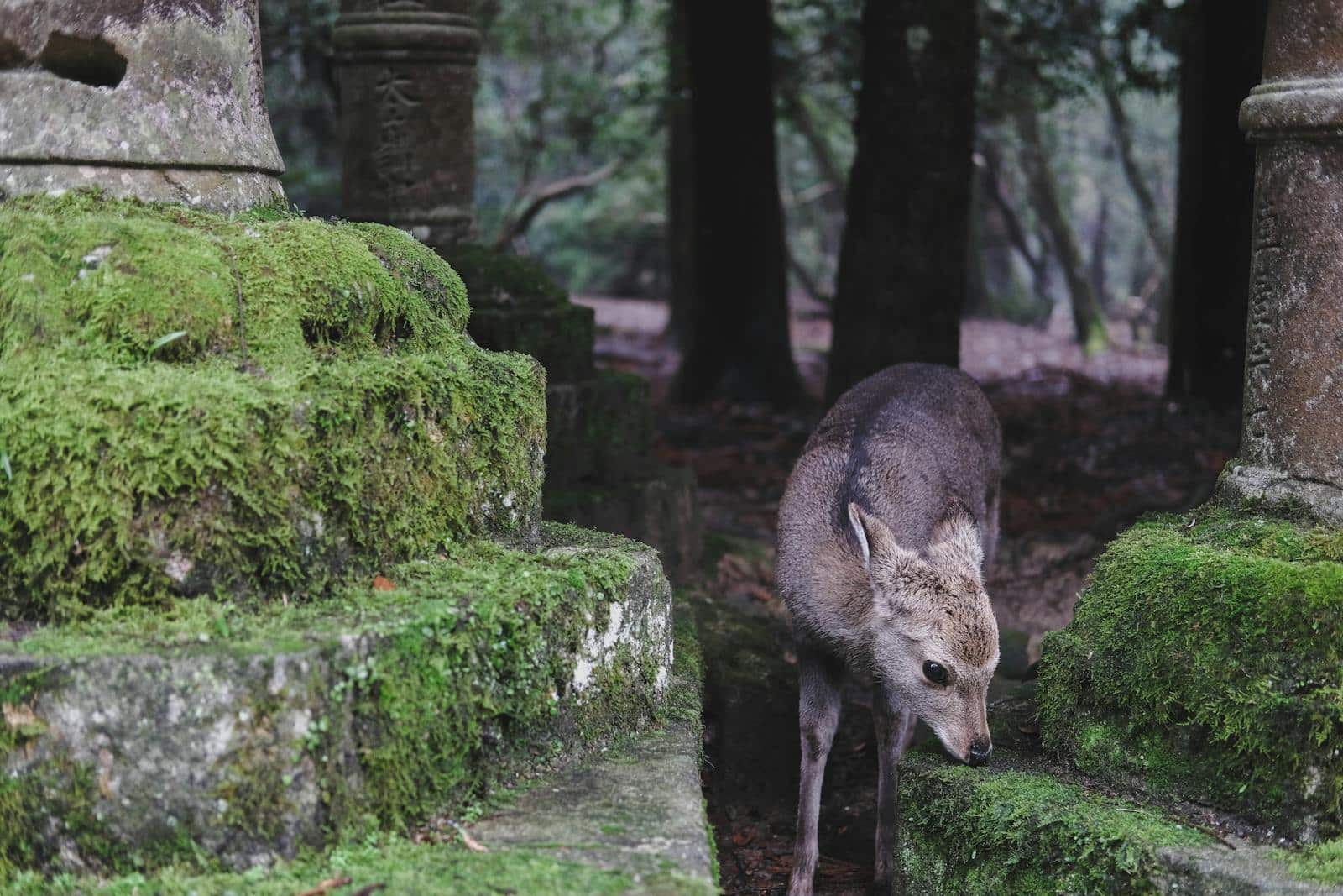 The Deer Calling Ceremony