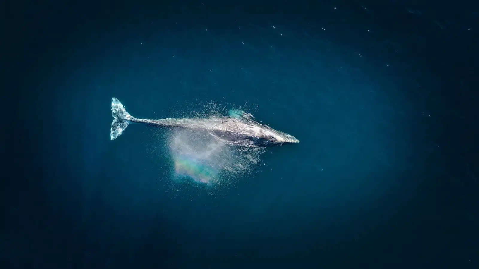 The Whale Species of Skjálfandi Bay