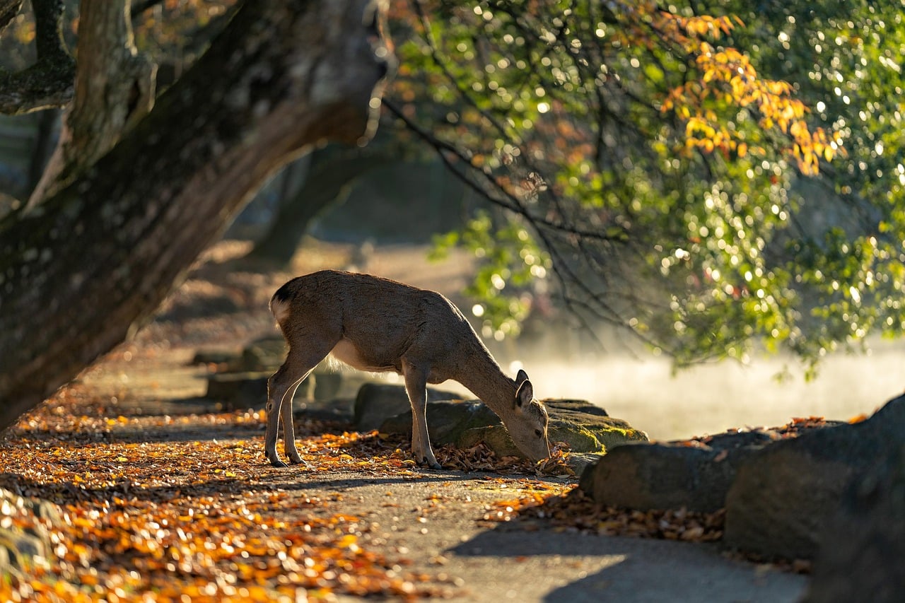 Understanding the Deer