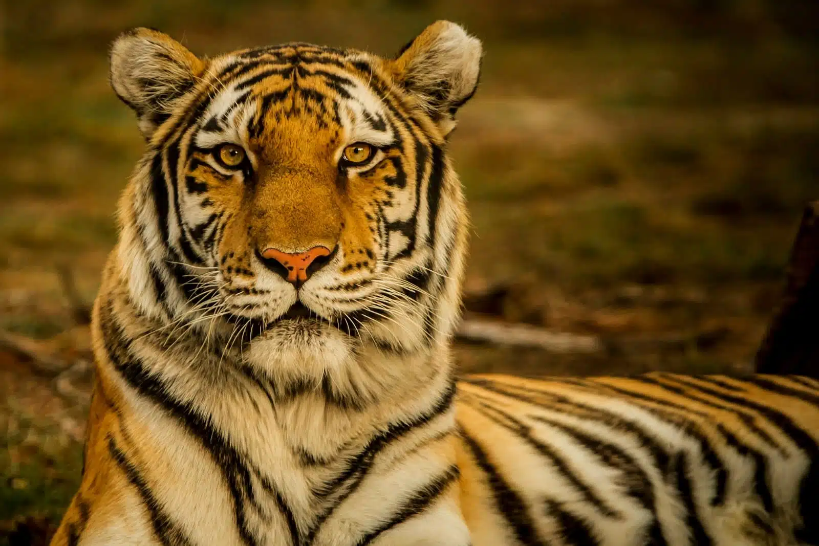 Why Ranthambore Is Exceptional
