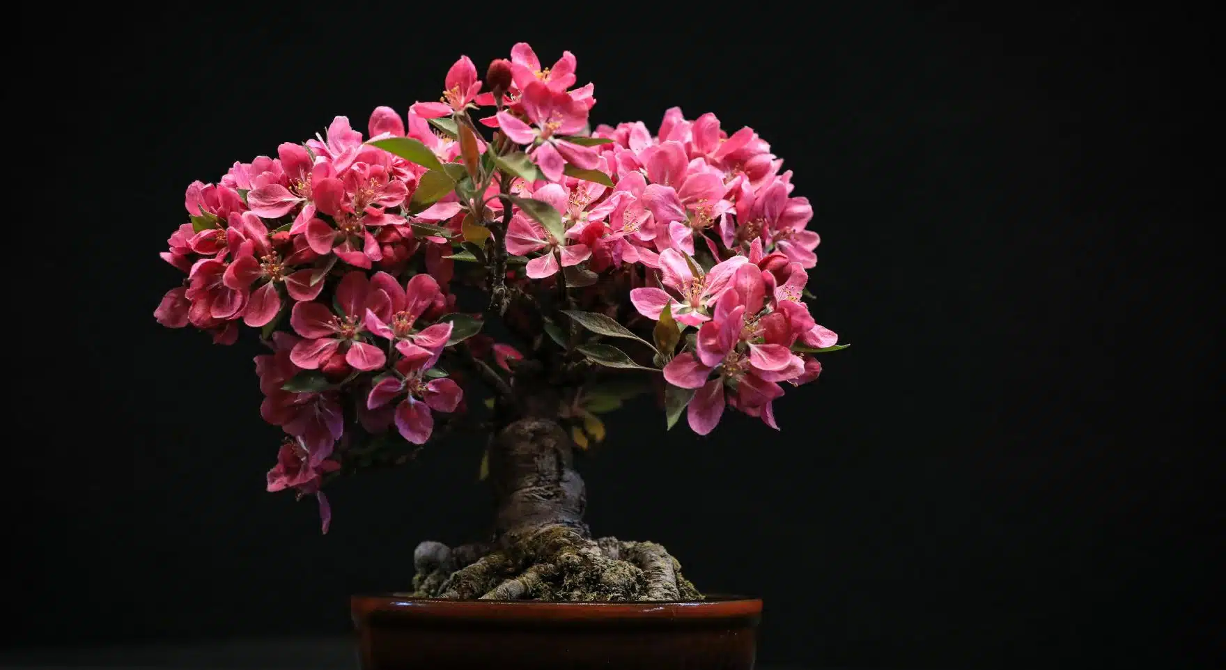 A private bonsai workshop in Omiya Bonsai Village