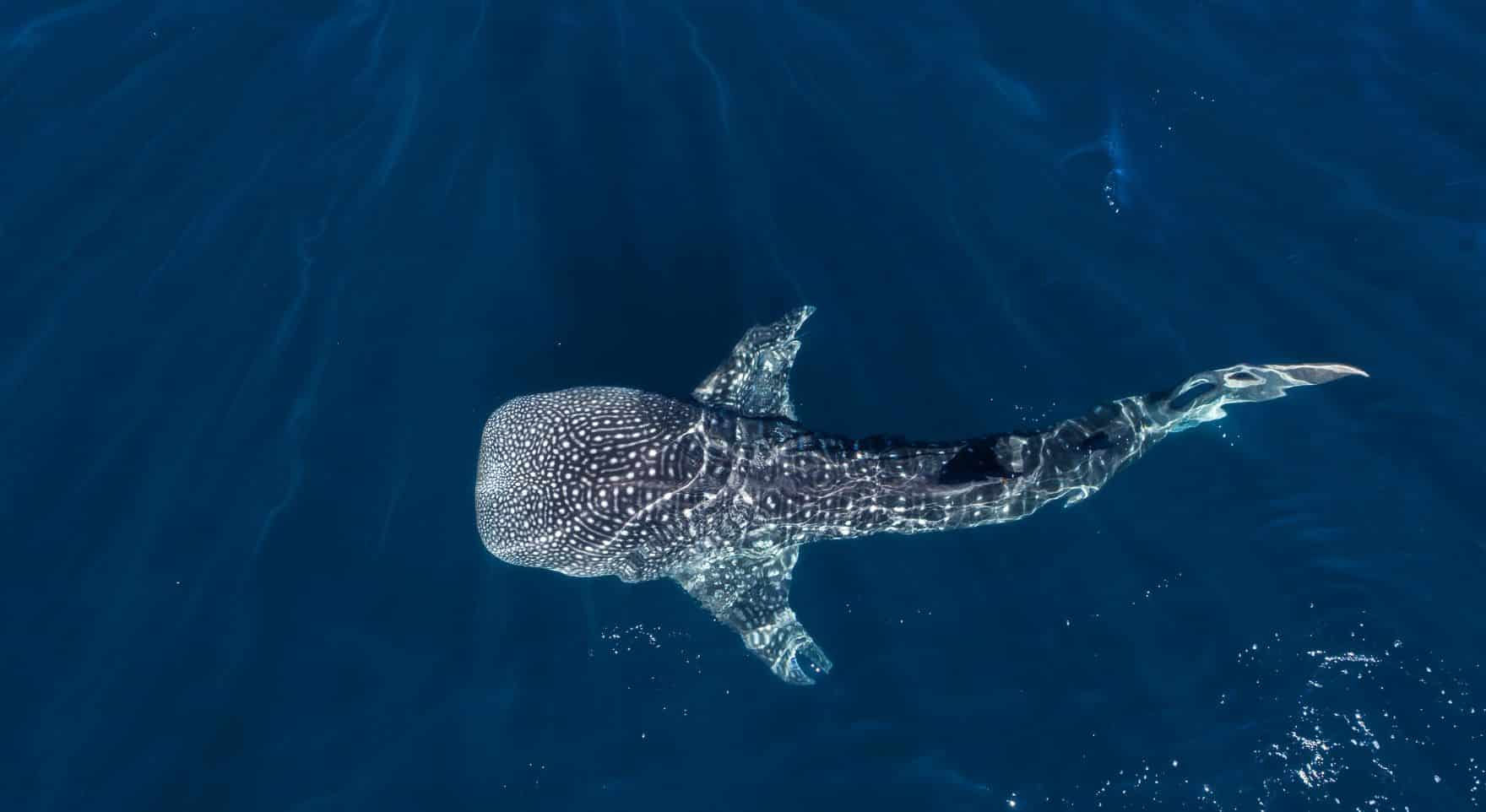 Swimming with whale sharks off Cancun