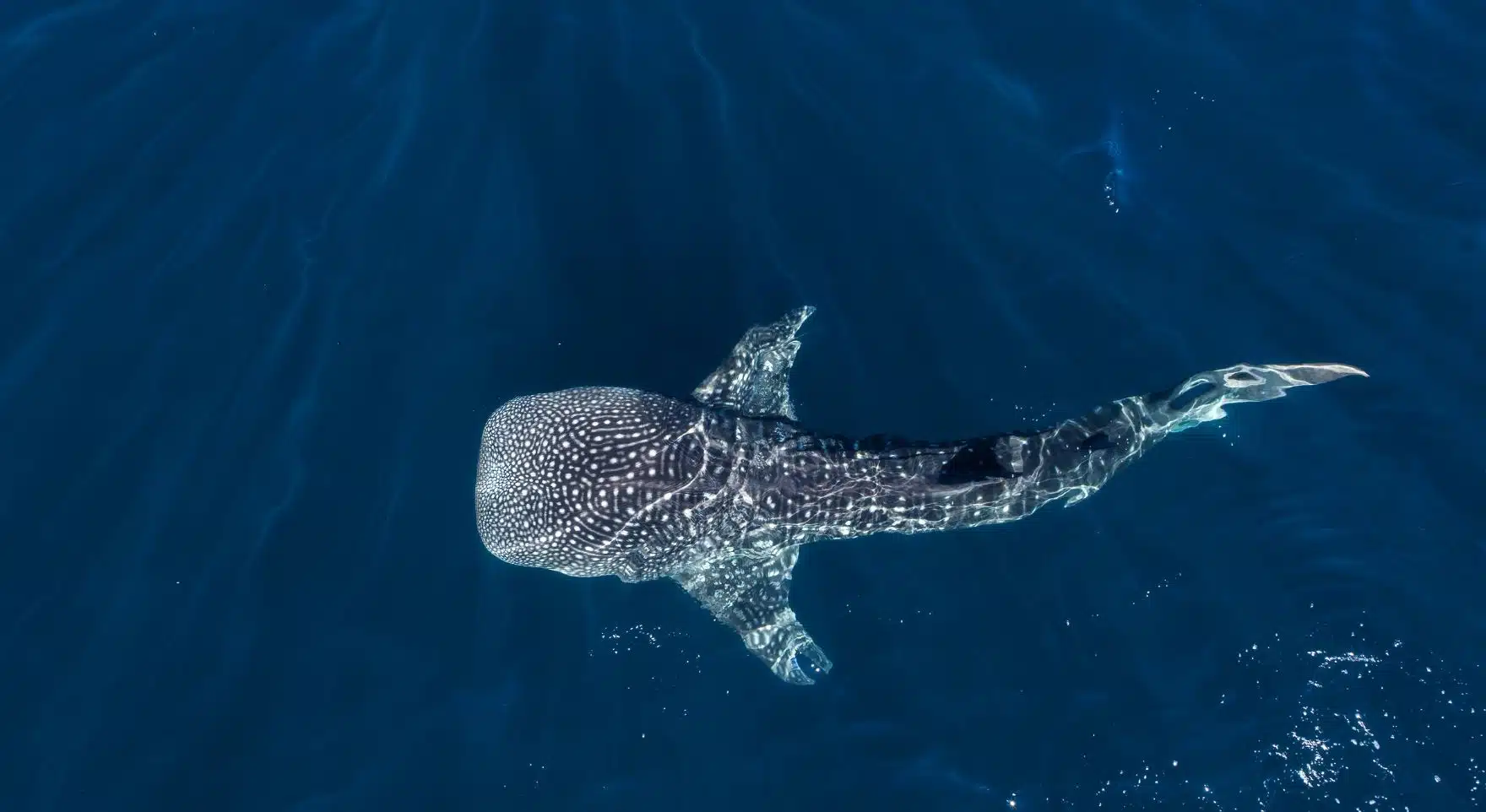 Swimming with whale sharks off Cancun