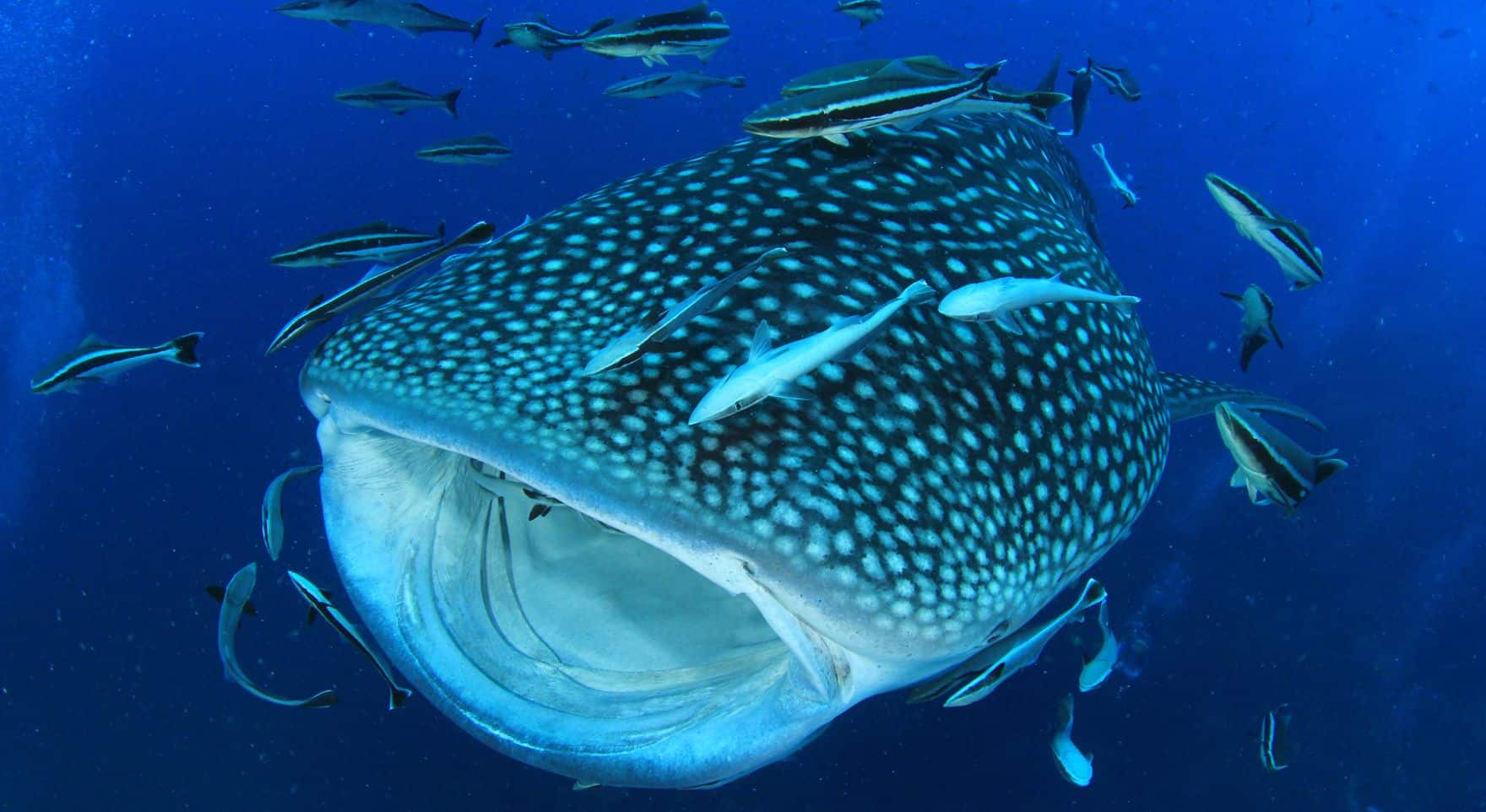 Conservation and Responsibility