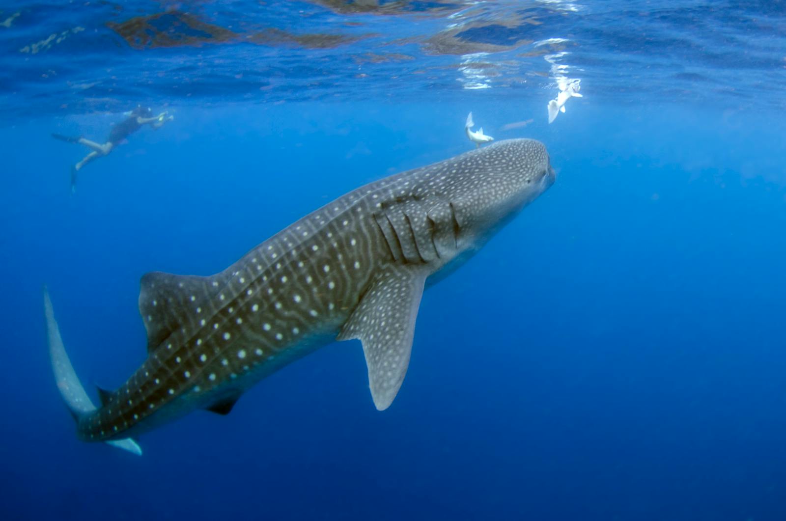 Swimming With the Sharks