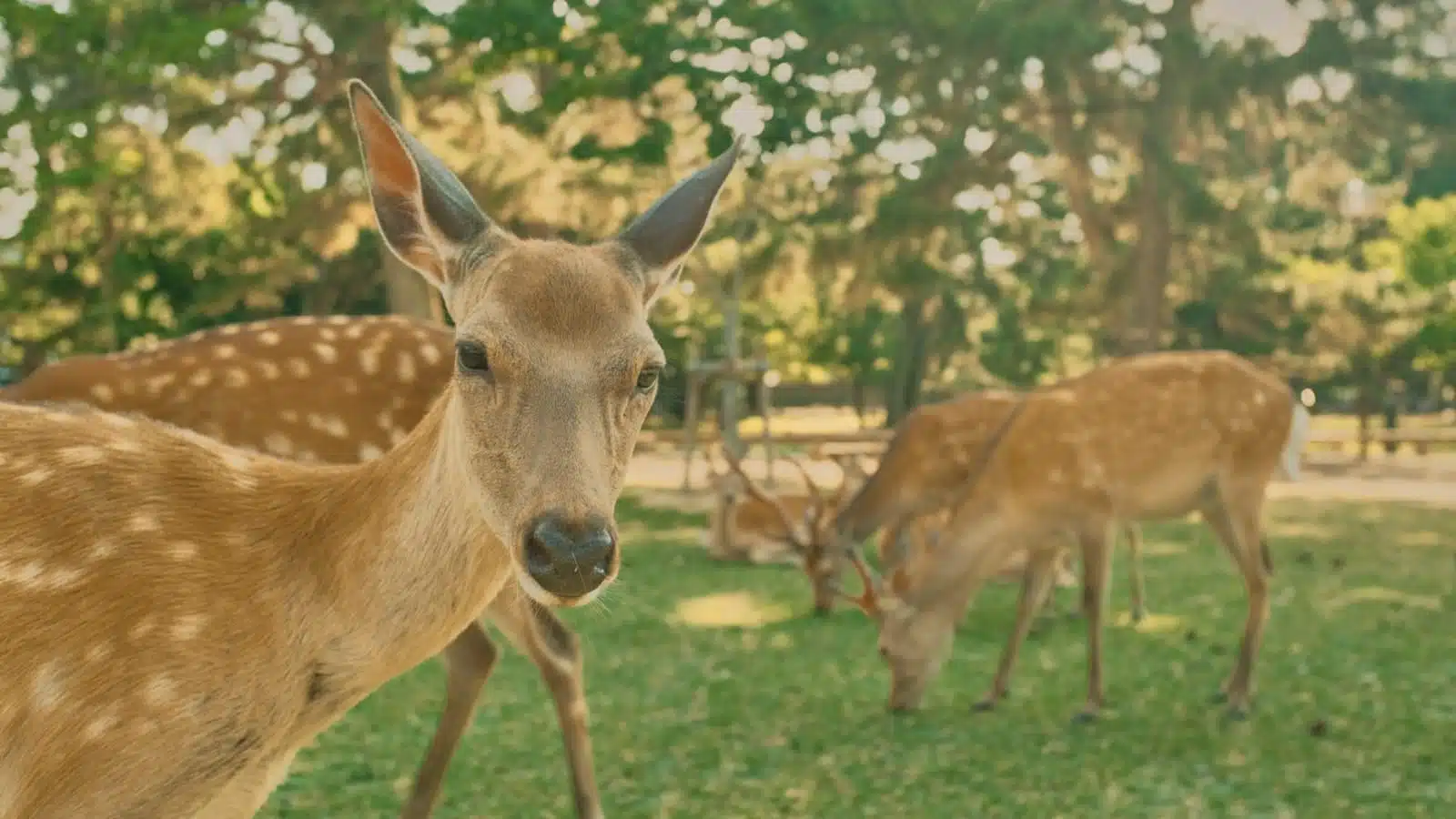 Nara Park Before Dawn