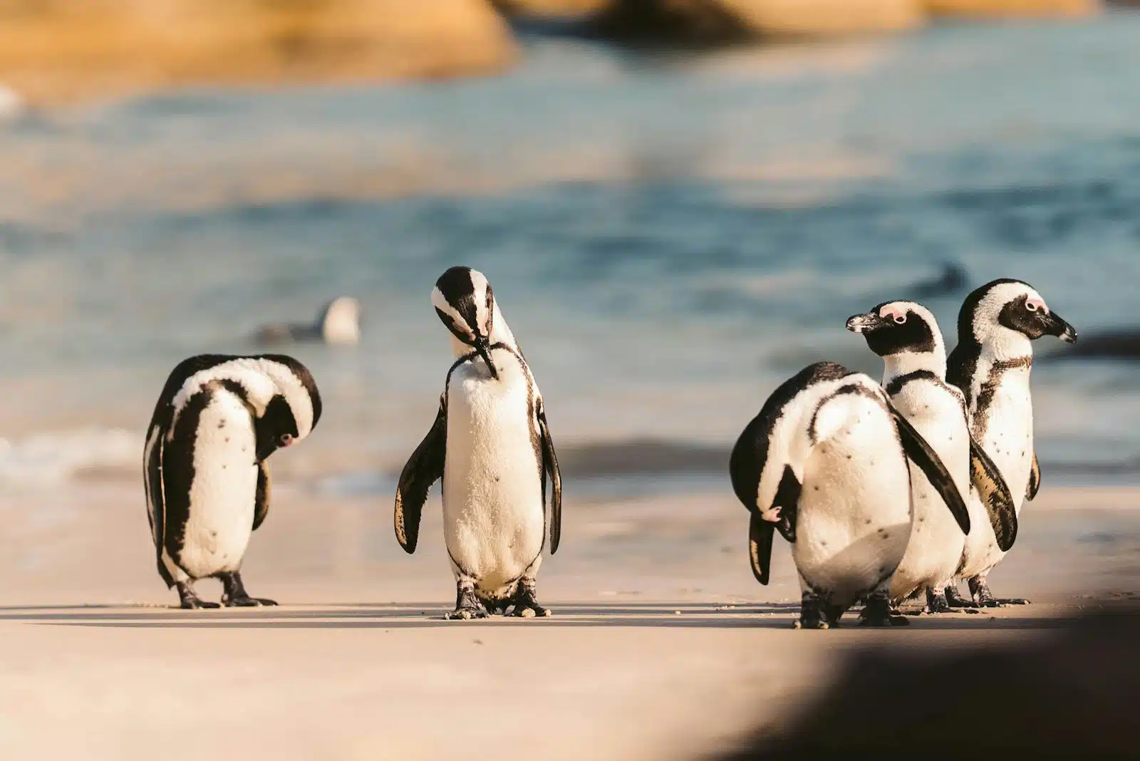 Meeting the Penguins
