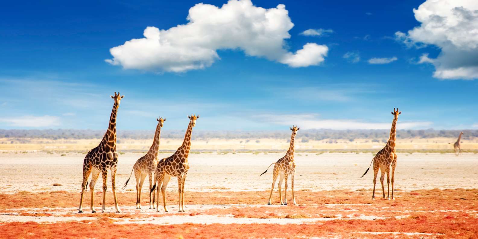 Etosha National Park is Namibia