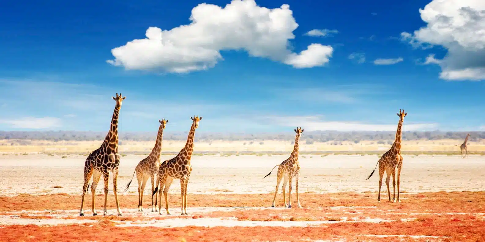 Etosha National Park is Namibia