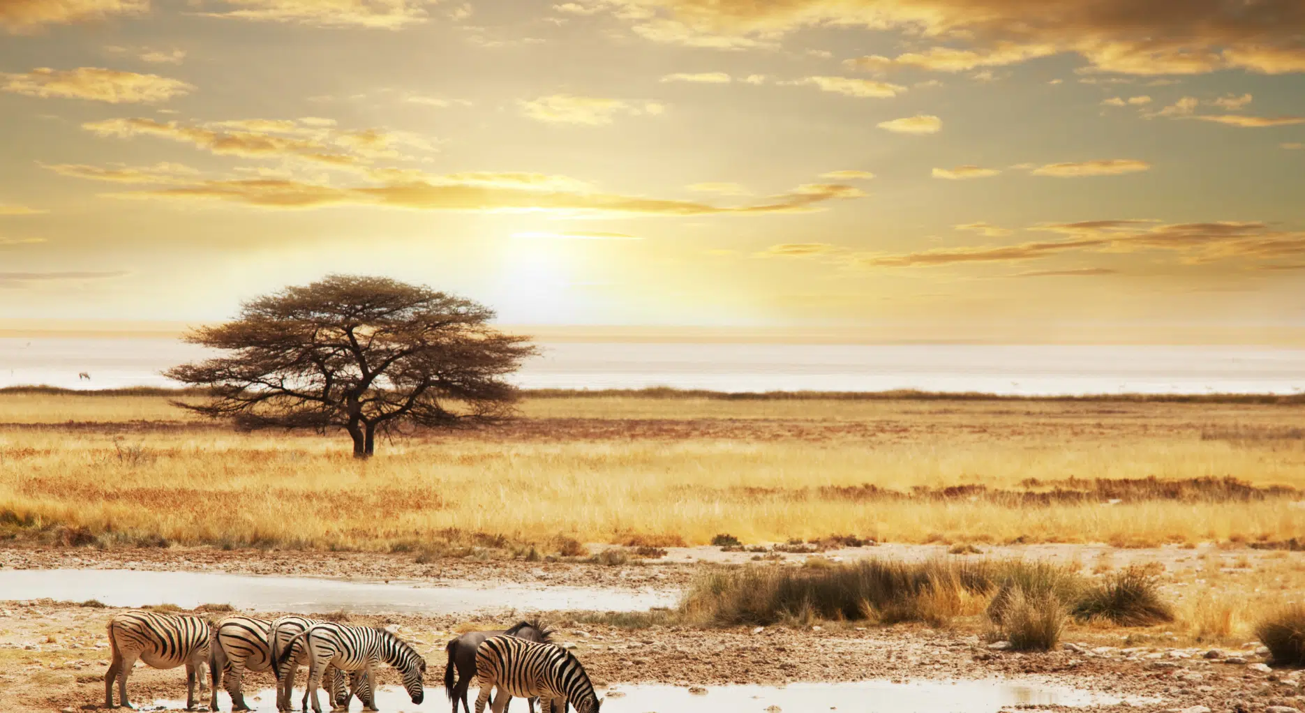 Luxury African Safaris