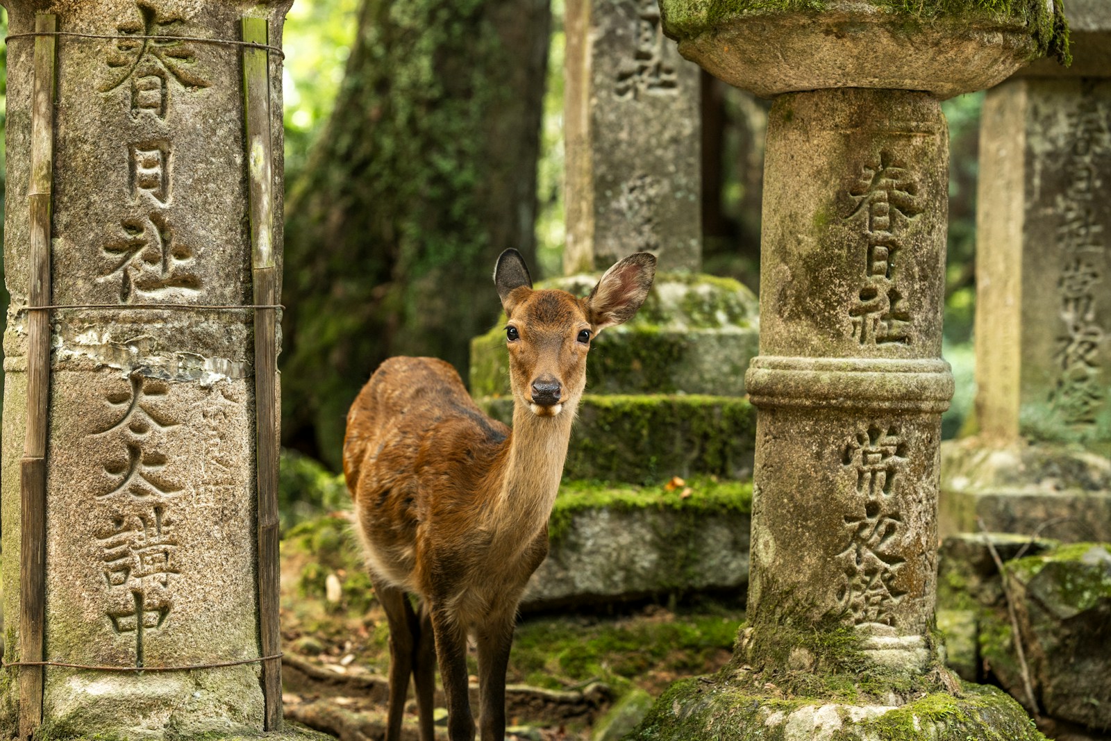 Why the Deer Matter