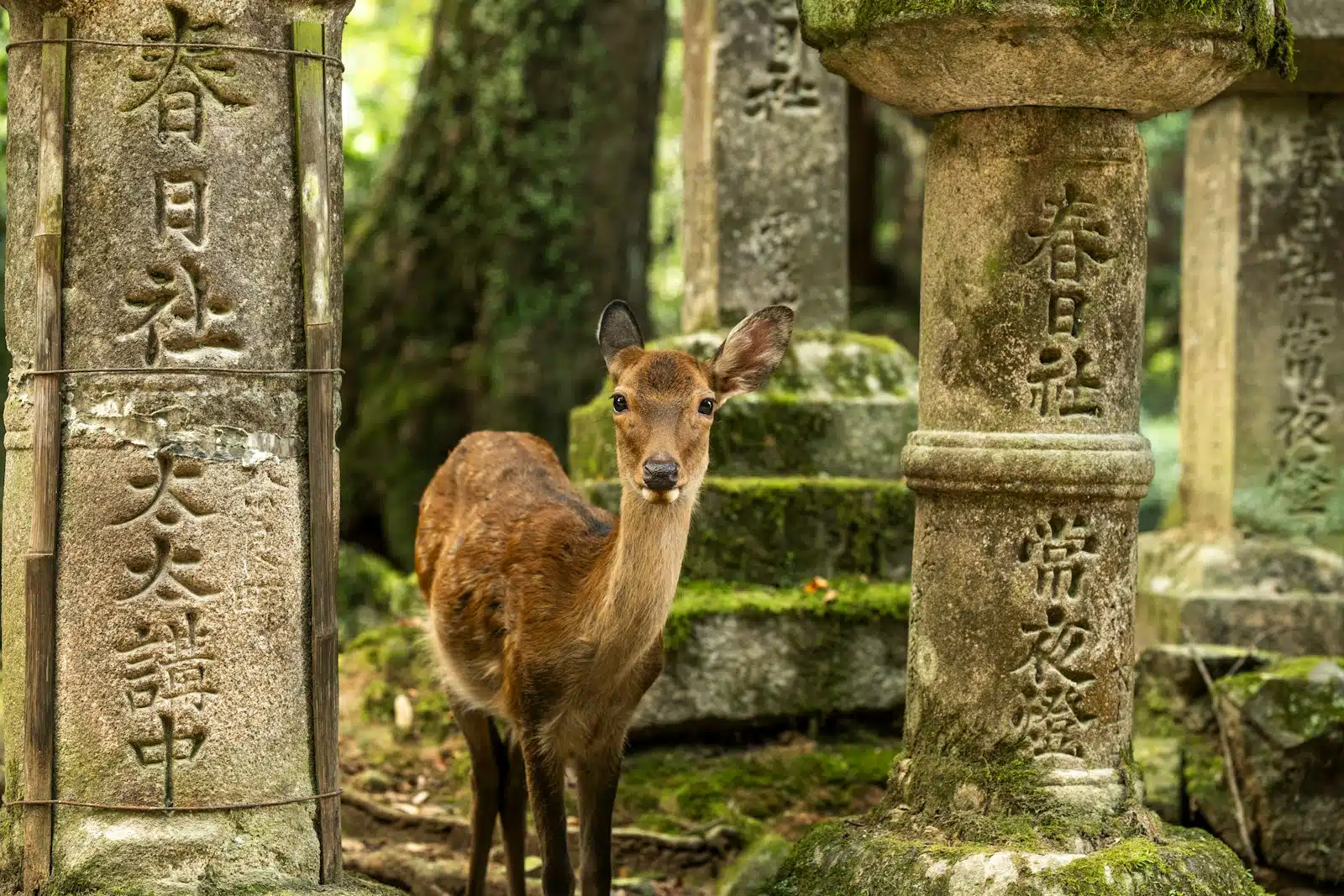 Why the Deer Matter