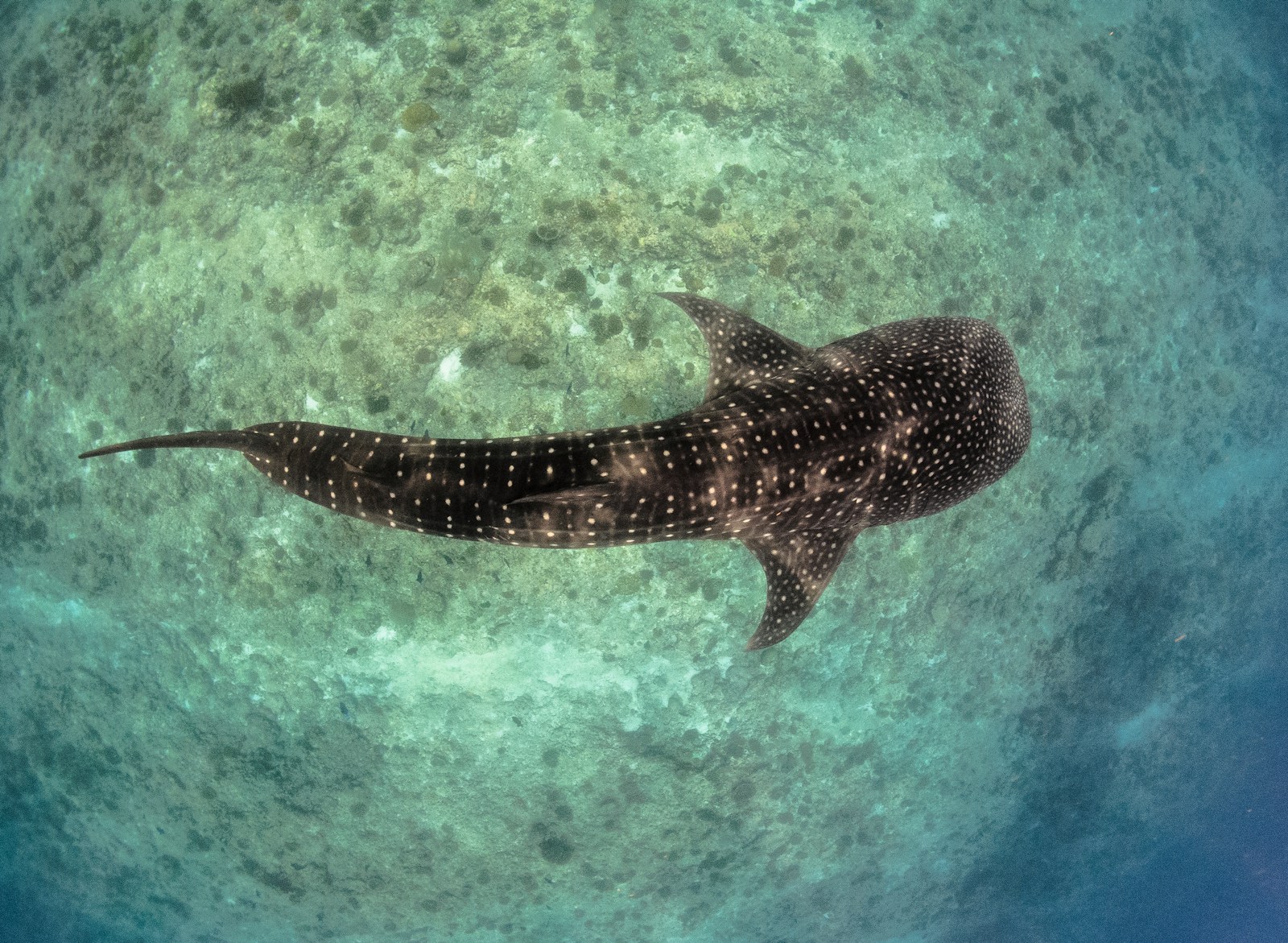 The Whale Sharks Themselves