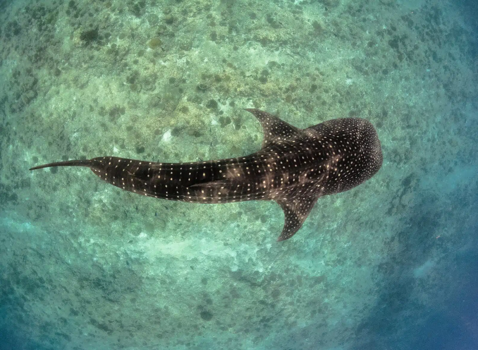The Whale Sharks Themselves