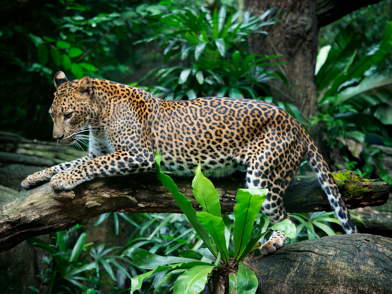 Days 6-8: The Pantanal & Jaguar Safaris