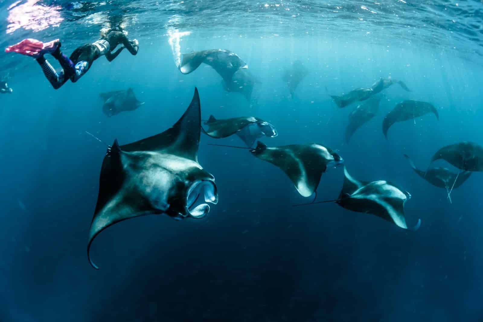 The Additional Wildlife
