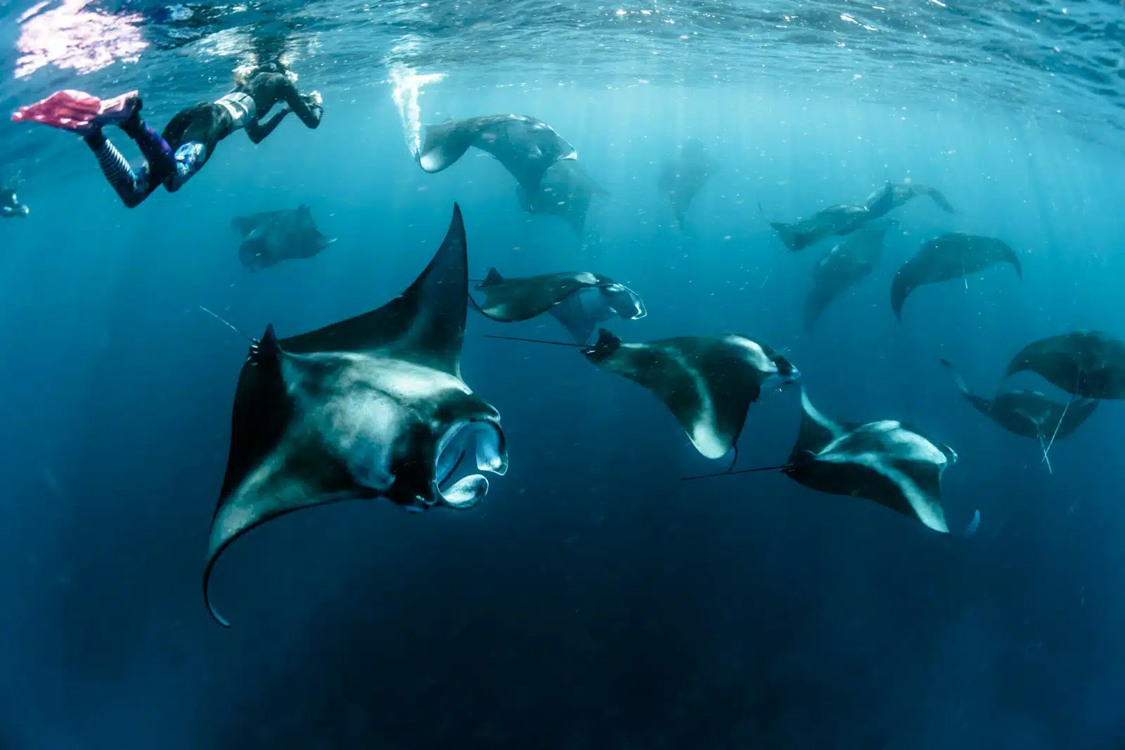 The Additional Wildlife