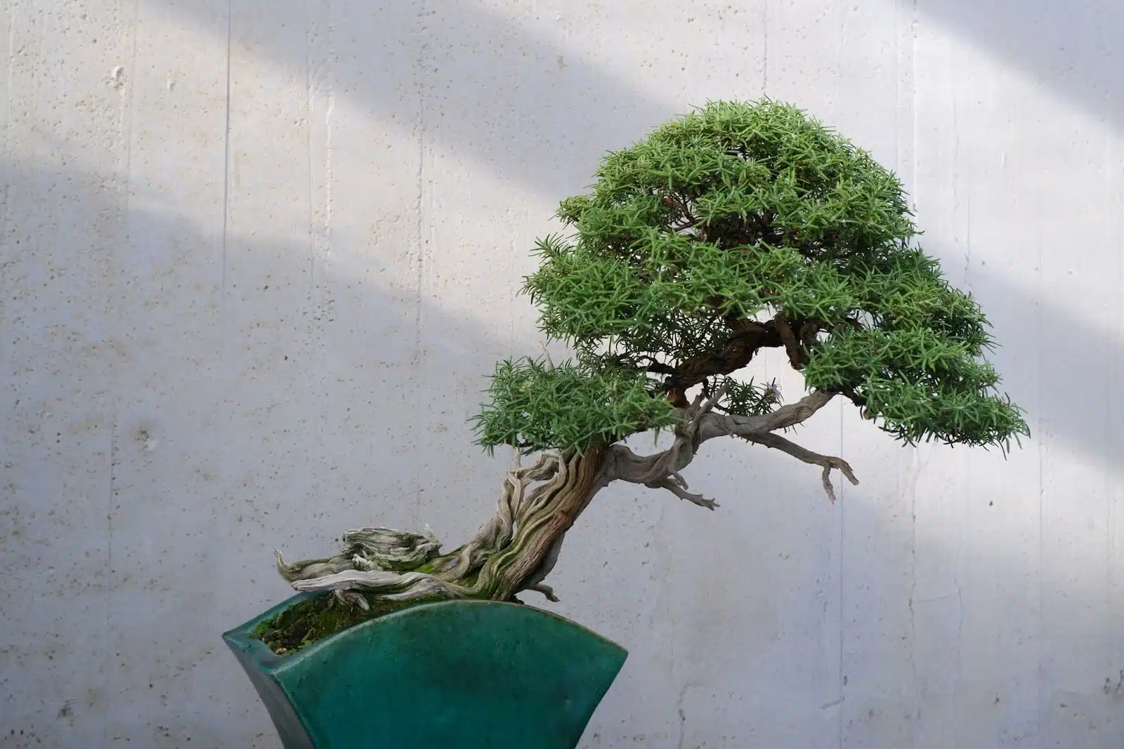 A bonsai tree in a green pot on a table