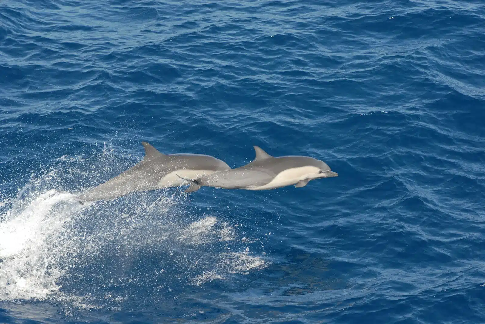 Meemu Atoll Private Dolphin Tour
