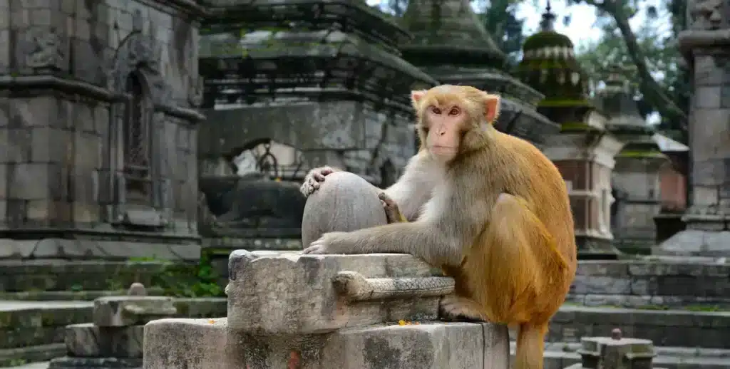Monkey Cave Temple