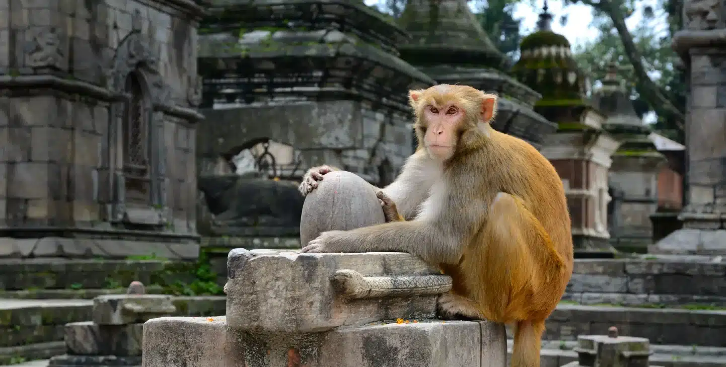 Monkey Cave Temple