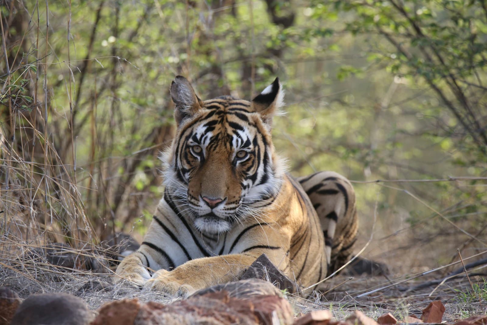 Private tour of Ranthambore National Park