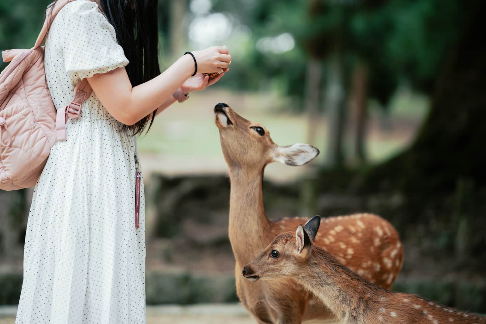 Morning in Nara