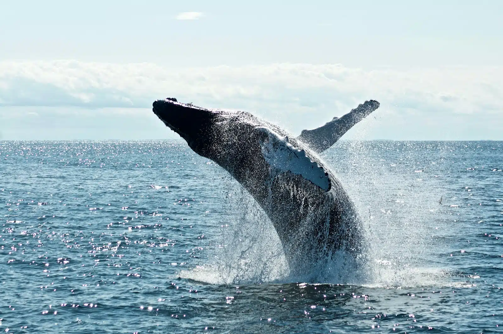 The Value of a Private Charter