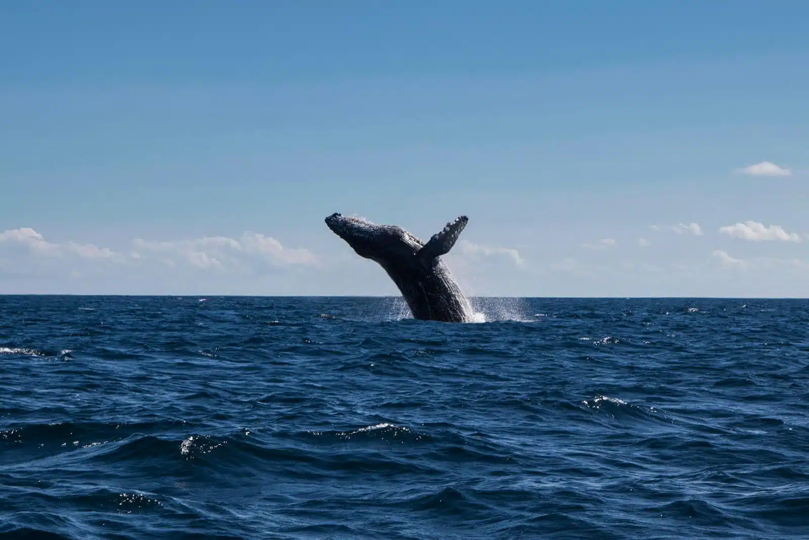 Private Whale watching in Husavik