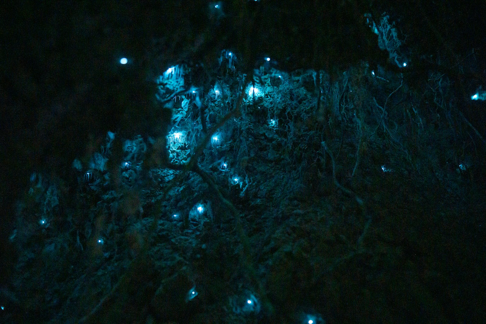 Glowworm Caves