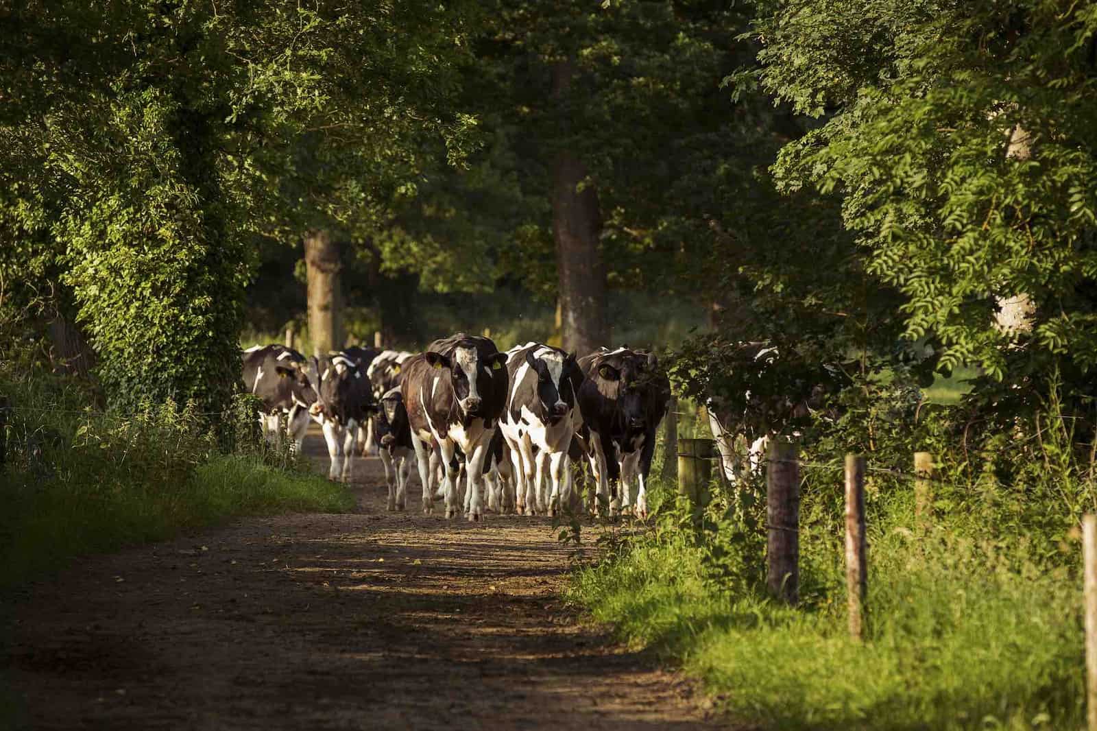 Cashel Farmhouse Cheese Discovery