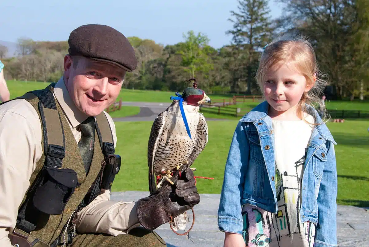 Junior Falconry