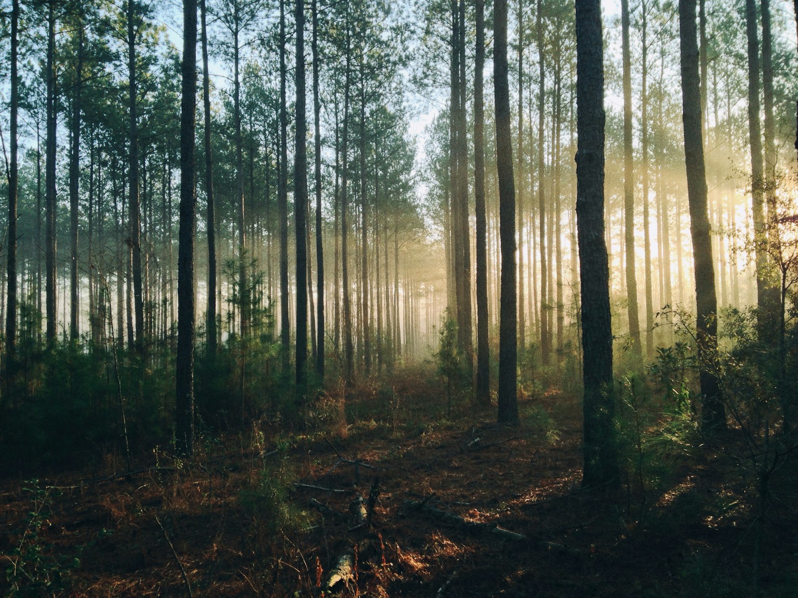 Zipline & Forest Adventure