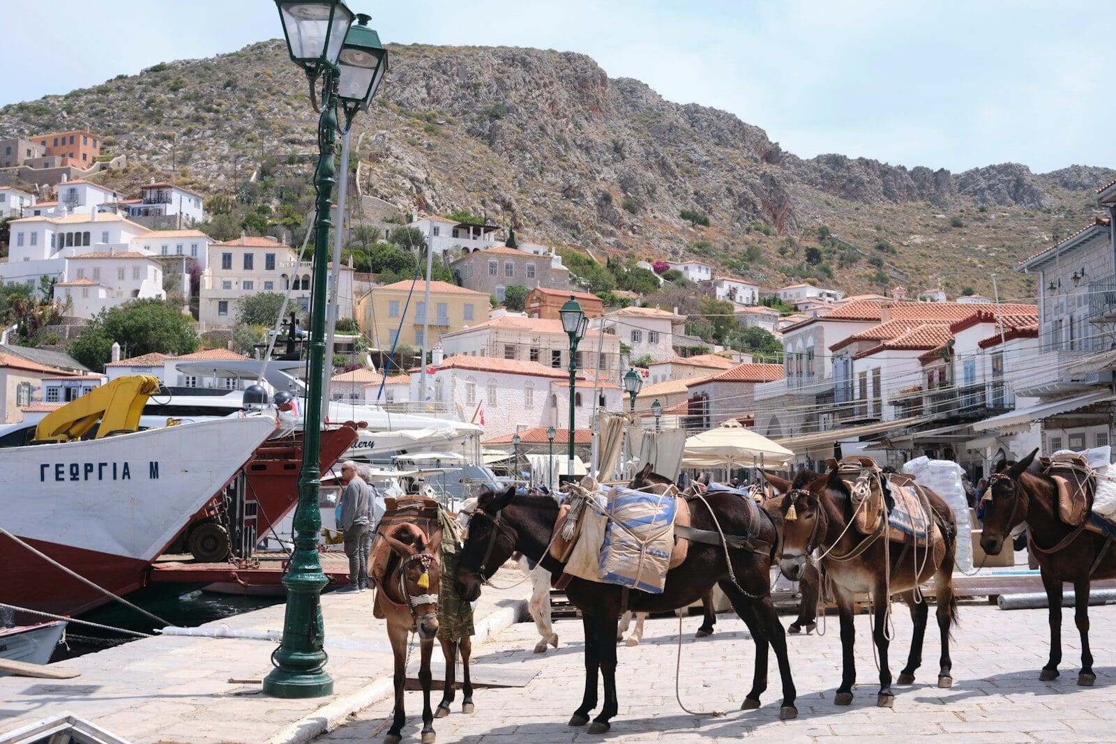 a group of donkeys tied to a lamp post