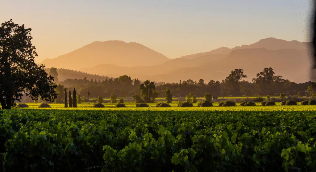 Napa Valley and Sonoma Wine Tour