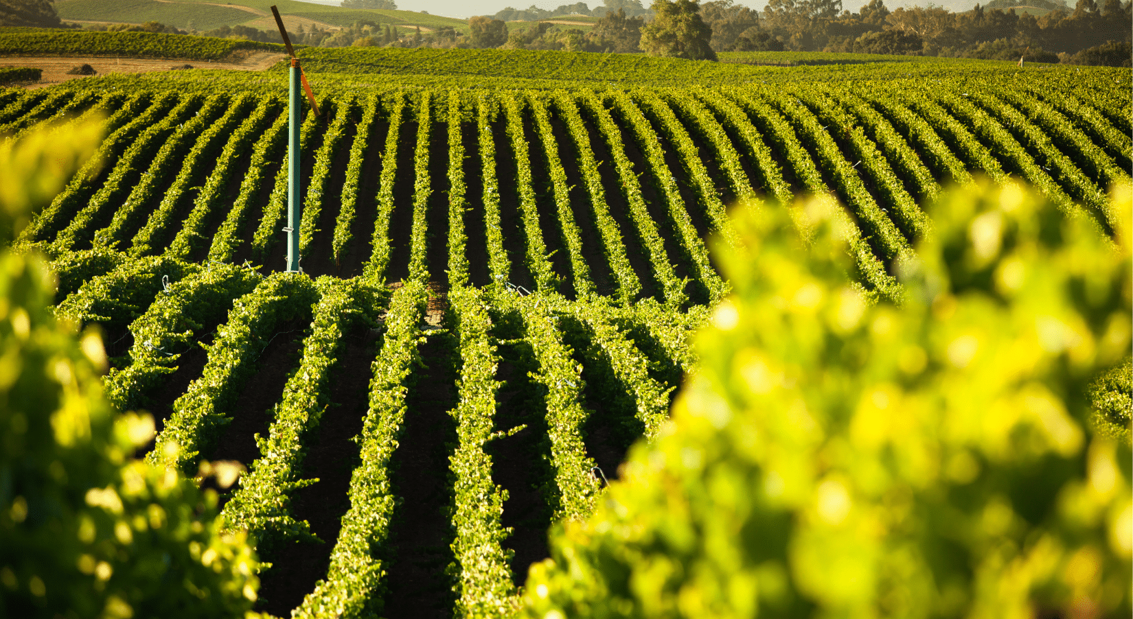 Day 5: Russian River Valley and Pinot Noir