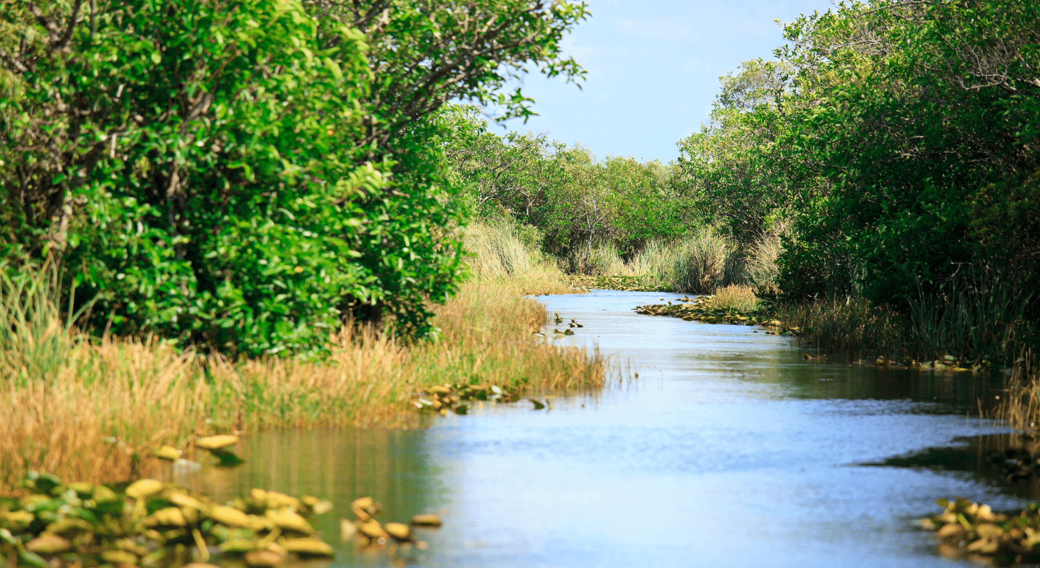 Everglades