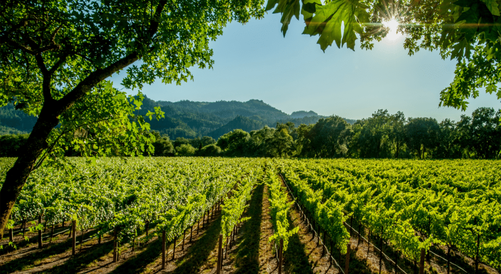 Napa Valley and Sonoma Wine Tour