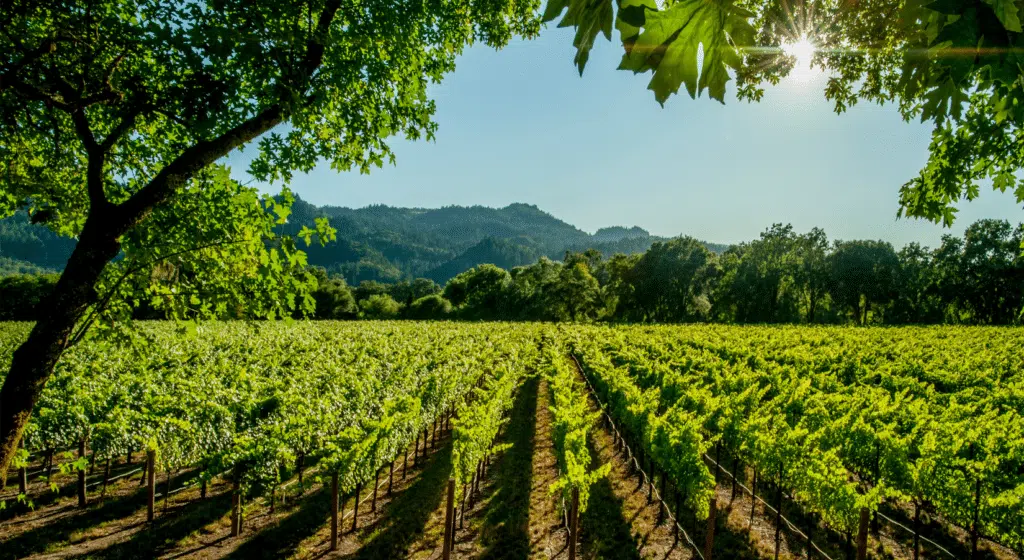 Napa Valley and Sonoma Wine Tour