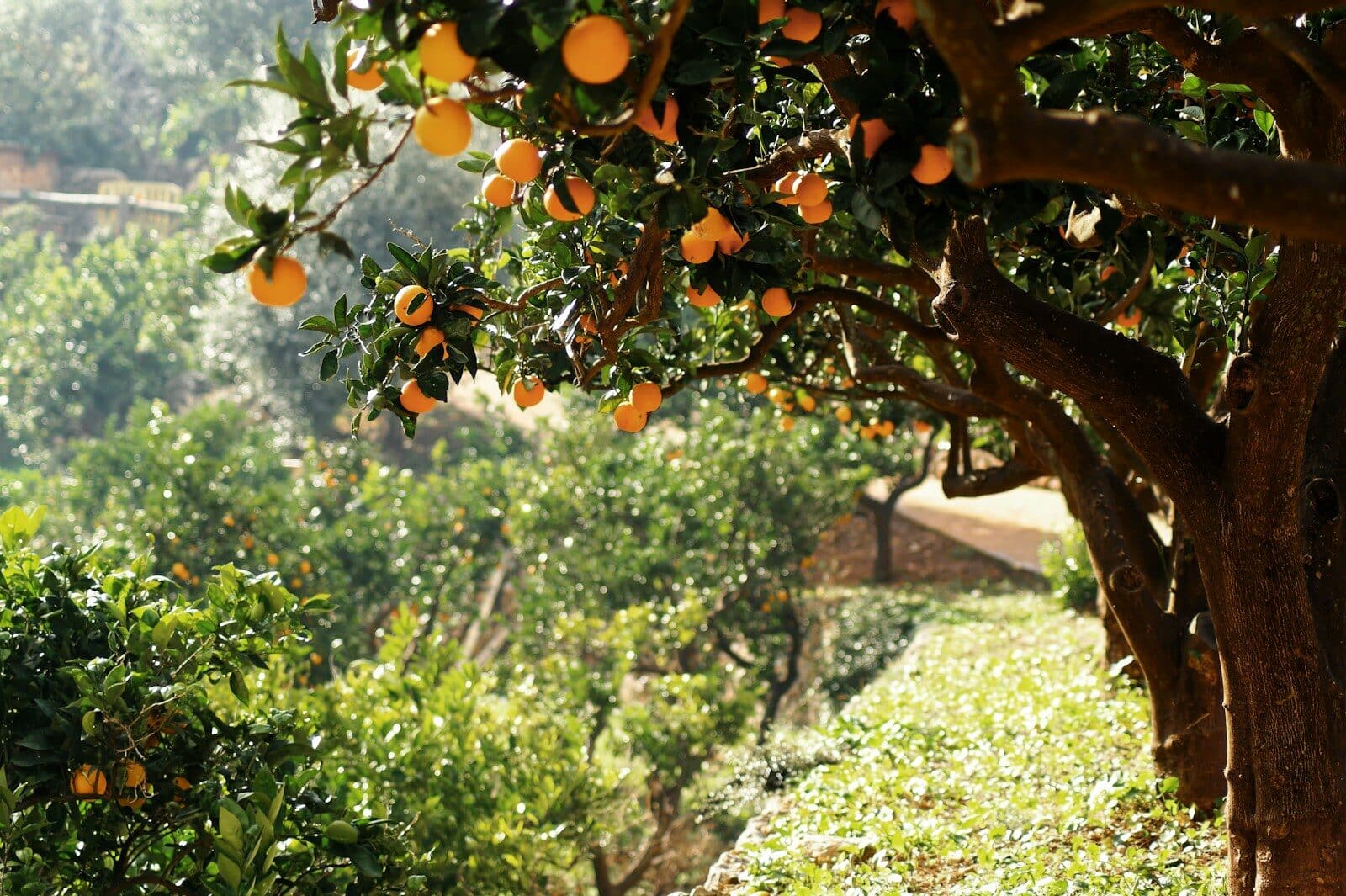 a tree filled with lots of oranges on top of a lush green hillside