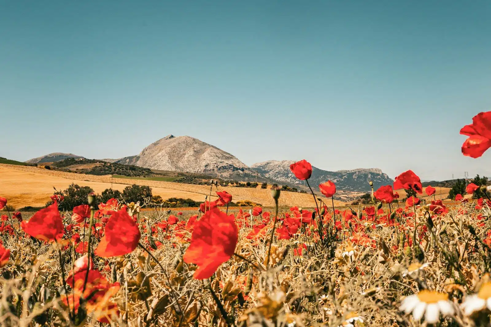 a field full of red flowers with a mountain in the background